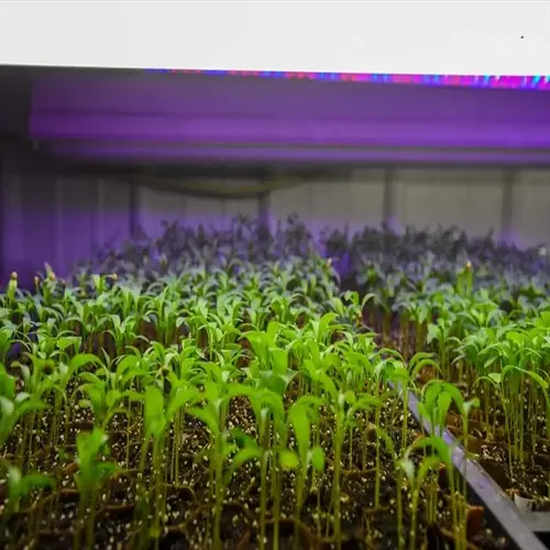seedlings under grow lights in trays at an indoor nursery