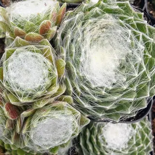 sempervivum alpine rosettes with white cobweb-like fibers in pots
