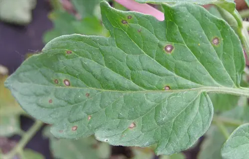 septoria tomato leaf with small brown and tan disease spots