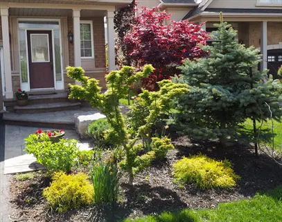 shishigashira lions mane maple in a landscaped front garden with shrubs and porch