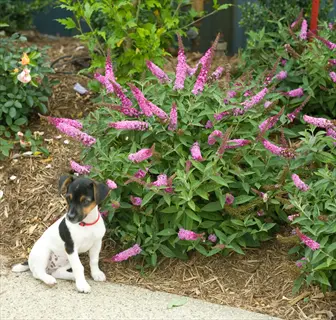small dog beside pink micro chip butterfly bush with bright pink flower spikes in a mulched garden