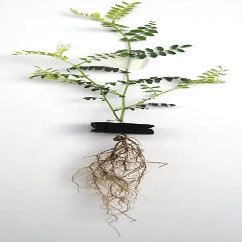small green plant with exposed rotted plant roots on a white background