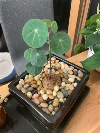 small round-leaf houseplant pebble tray with smooth stones in a black square pot