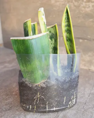 snake plant leaf cuttings in soil inside a clear plastic container