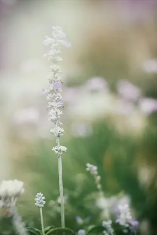 soft-focus garden scene with white lavender flowers blooming on slender stems
