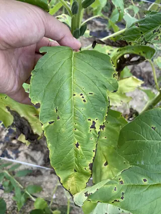 soybean leaf with dark alternaria target spot lesions and yellowing edges