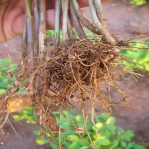soybean root nodules on exposed plant roots held above soil