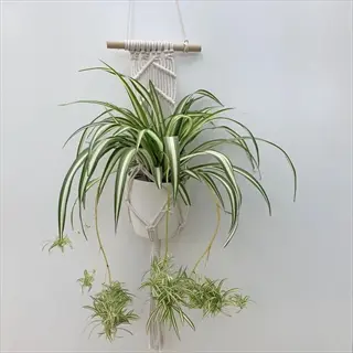 spider plant in a macrame hanger with cascading spider plant babies