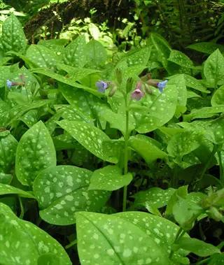 spotted lungwort pulmonaria leaves with small purple and blue flowers in a garden