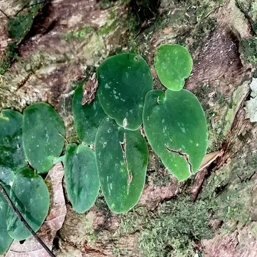 spotted plant leaves growing on rough tree bark in a forest setting
