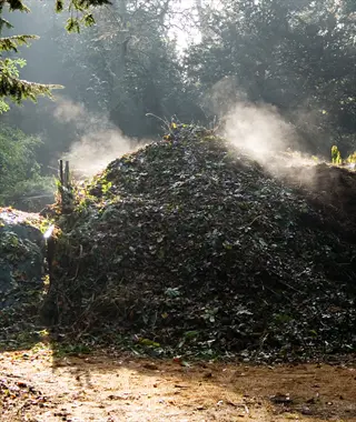 steam rises from a hot compost pile in a sunny wooded area