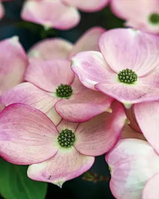 stellar pink dogwood blooms with pale pink petals and green centers