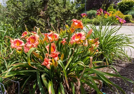 strawberry candy daylily flowers blooming in a sunny garden bed