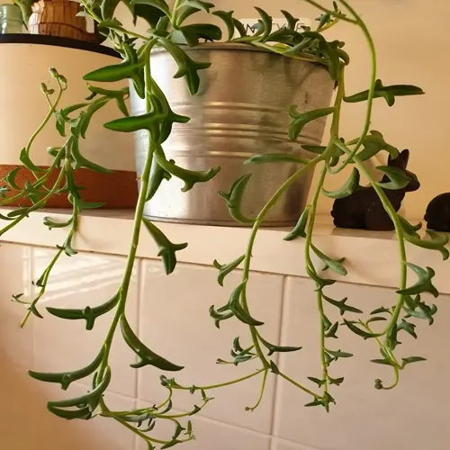 string of dolphins succulent trailing from a metal pot on a tiled shelf