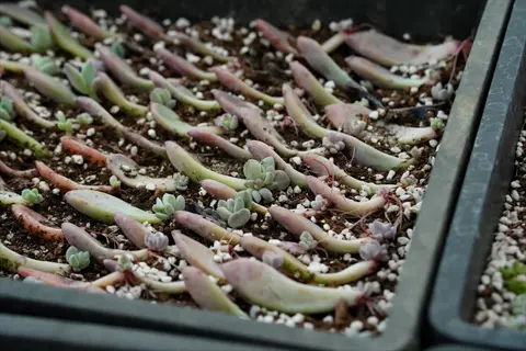 succulent leaf propagation trays with sprouting rosettes on soil