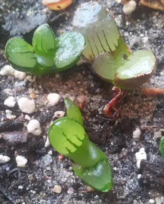 succulent leaf propagation with tiny green plantlets sprouting in gritty soil