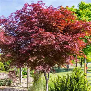 suminagashi japanese maple with deep red laceleaf foliage in a sunny garden