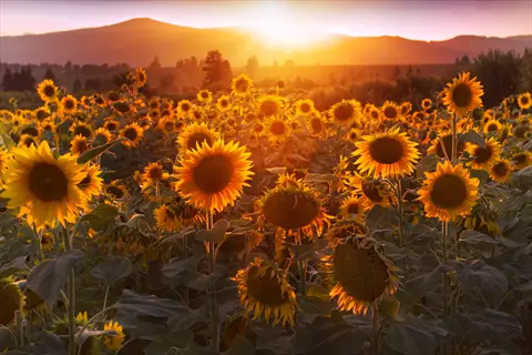 sunflower garden bloom at sunset with golden flowers and mountains in the distance