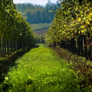 sunlit cover crop garden path between rows of grapevines