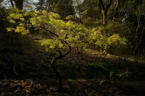 sunlit seiryu japanese maple in a shaded woodland garden