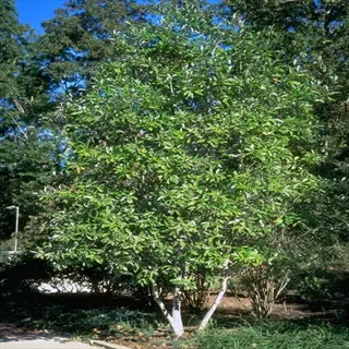 sweetbay magnolia virginiana tree with glossy green leaves in a landscaped garden