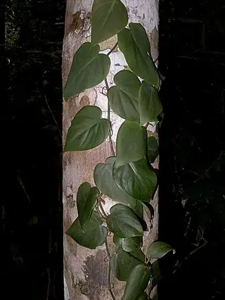 sweetheart ivy plant climbing a pale tree trunk in a dark forest