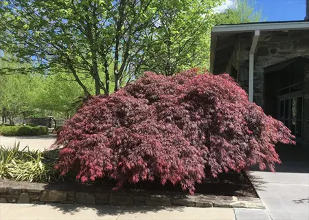 tamukeyama maple with cascading burgundy foliage beside a stone building