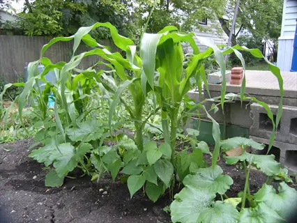 three sisters garden mound with corn, beans, and squash growing together in a backyard bed