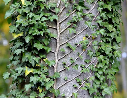 tiny leaf boston ivy climbing a tree trunk with green leaves and woody vines