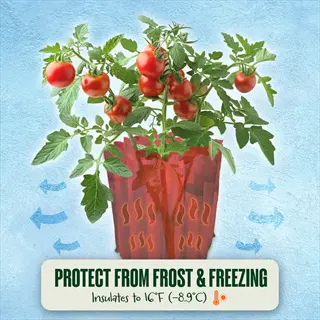 tomato plant ripening in a red frost cover with ripe tomatoes and frost protection text
