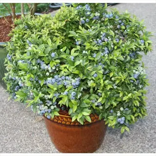 top hat blueberry container with ripe berries and green foliage in a brown pot