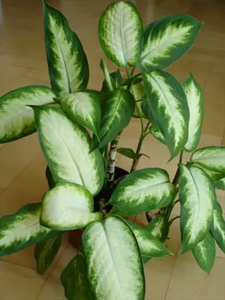tropic marianne dieffenbachia houseplant with variegated green and cream leaves in a pot