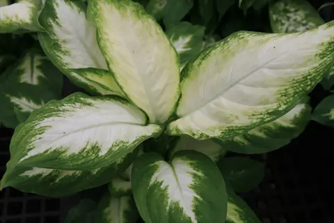 tropic snow dieffenbachia with broad cream and green variegated leaves