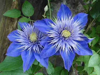 two double blue diamantina clematis blooms with pale centers among green leaves