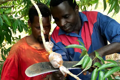 two men demonstrating air layering plant stem on a tree branch
