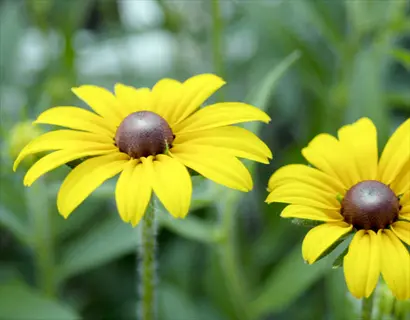 two yellow black-eyed susan flowers with dark centers against a soft green garden background