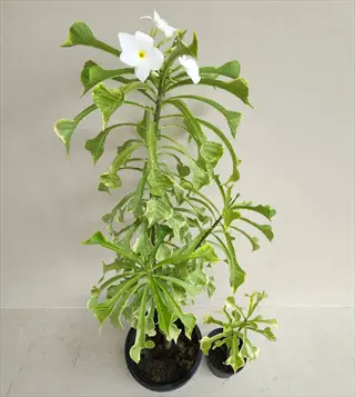 variegata fiddle leaf potted plant with green variegated leaves and white flowers
