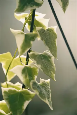 variegated boston ivy white leaves climbing on slender stems in soft natural light