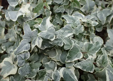 variegated jubilee ivy plant with green and cream leaves