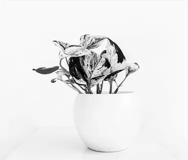variegated manjula pothos plant in a white pot on a bright white surface