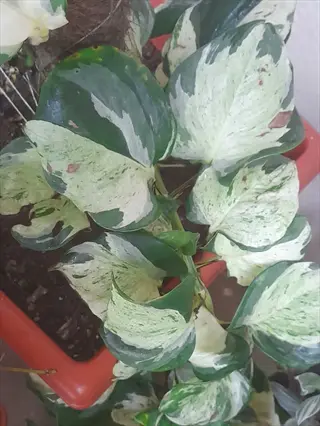 variegated snow queen pothos plant with white and green leaves in a red pot