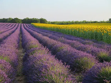 vera lavender garden rows beside a sunflower field