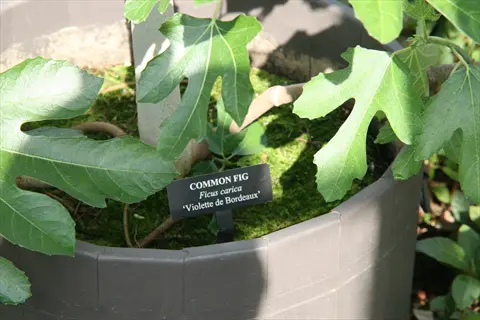 violette de bordeaux fig plant in a pot with green leaves and a black identification label