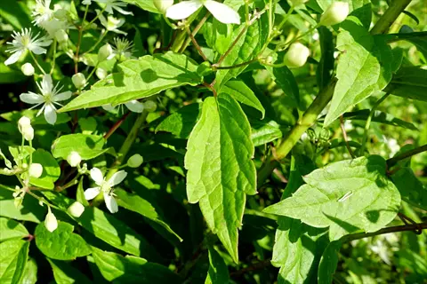 virgins bower clematis vine with green leaves and small white flowers