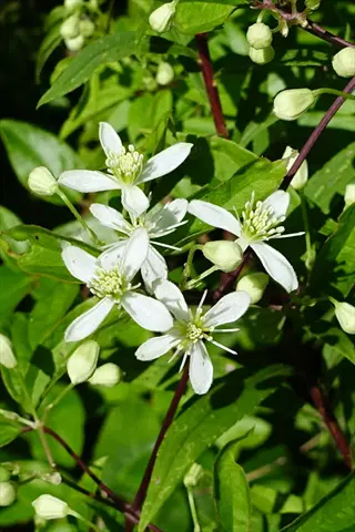 virgin's bower native clematis with white star flowers and green leaves