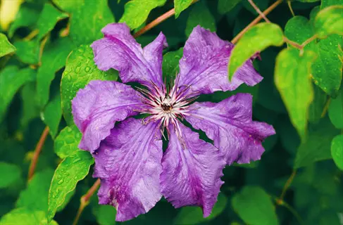 viticella small purple clematis flower with green leaves