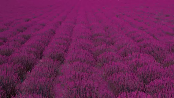 vivid purple lavender field rows stretching across a misty landscape
