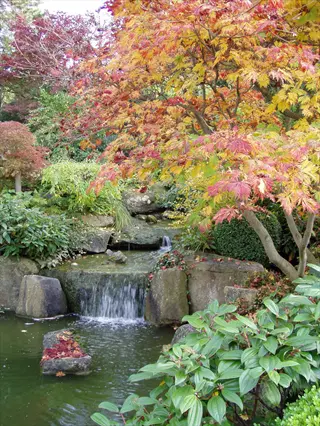 waterfall japanese maple over a garden pond with autumn foliage