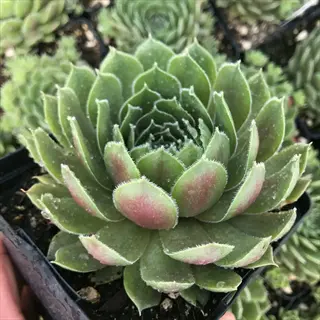 watermelon ripple sempervivum rosette succulent with green leaves and pink tips in a nursery pot