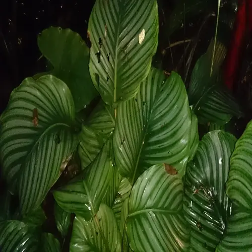 wet calathea orbifolia leaves with deep green striped foliage